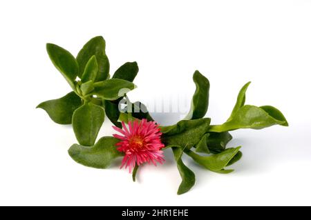 Ice Plant, Baby Sun Rose (Aptenia cordifolia), blooming branch, cut out Stock Photo