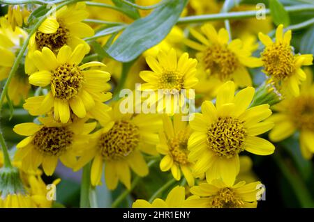 American arnica, Leafy Arnica, Leafy Leopardsbane (Arnica chamissonis), blooming Stock Photo