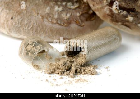 shiitake (Lentinula edodes, Lentinus edodes), opened tablet capsule with powder Stock Photo