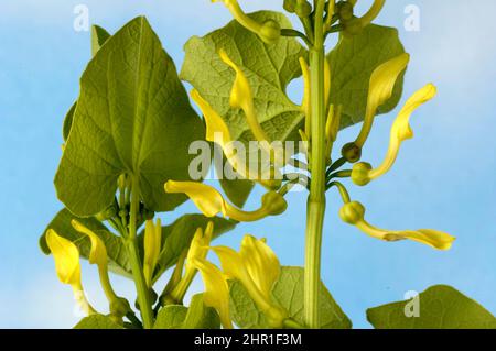 Birthwort (Aristolochia clematitis), blooming, Germany Stock Photo