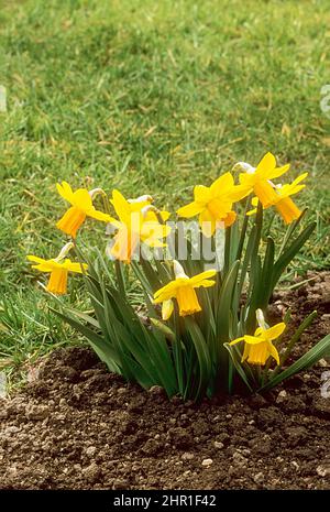 A group of Narcissus Jetfire growing in a garden border in spring. This is a cyclamineus division 6 daffodill that is spring flowering and fully hardy Stock Photo