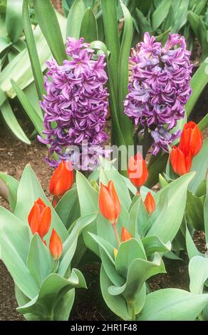 Tulips Red Fusillier with Hyacinthus Amethyst growing behind in border Both can be grown in borders rock gardens or containers and are fully hardy Stock Photo