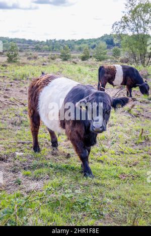 The Belted Galloway is a traditional Scottish breed of beef cattle ...