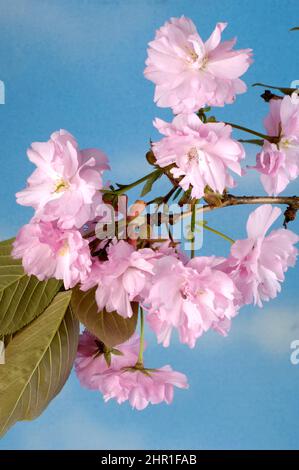 oriental cherry (Prunus serrulata 'Kiku-shidare-Zakura', Prunus serrulata Kiku-shidare-Zakura), blooming, cultivar Kiku shidare Zakura Stock Photo