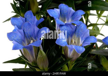 Chinese gentian, Showy Chinese gentian (Gentiana sinoornata, Gentiana sino-ornata), flowers, cut out Stock Photo
