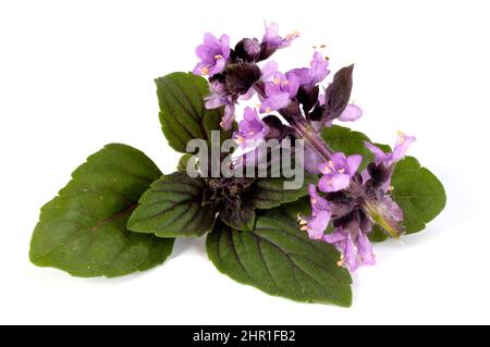 sweet basil (Ocimum basilicum 'Magic Blue', Ocimum basilicum Magic Blue), blooming, cultivar Magic Blue, cut out Stock Photo