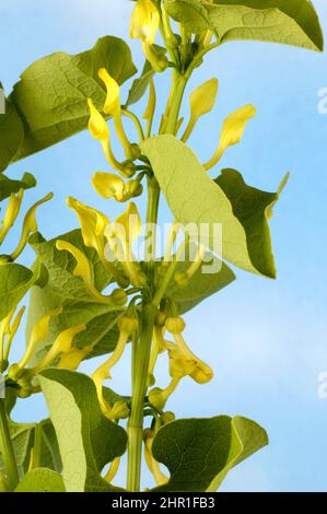 Birthwort (Aristolochia clematitis), blooming, Germany Stock Photo