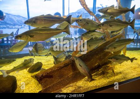 saithe, pollock, Atlantic pollock, coley, coalfish (Pollachius virens), school of saithes in an aquarium, Norway Stock Photo