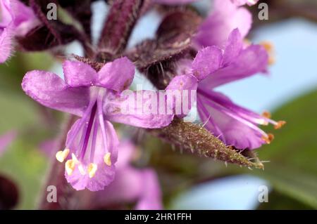 sweet basil (Ocimum basilicum 'Magic Blue', Ocimum basilicum Magic Blue), flowers of cultivar Magic Blue Stock Photo