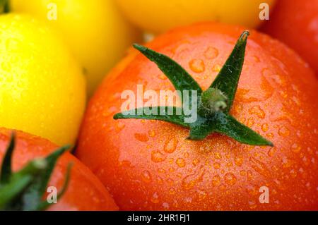 garden tomato (Solanum lycopersicum, Lycopersicon esculentum), fresh different tomatoes Stock Photo