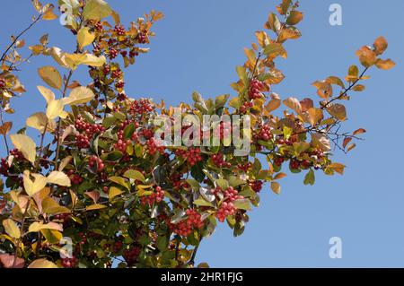 plum-leaved hawthorn (Crataegus persimilis, Crataegus prunifolia), branch with fruits in autumn Stock Photo