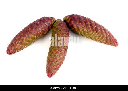 Norway spruce (Picea abies), three cones, cut out Stock Photo