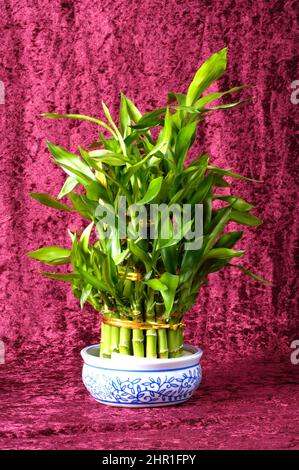 Dracaena Lucky Bamboo (Dracaena sanderiana Lucky Bamboo), Lucky bamboo in bowl Stock Photo