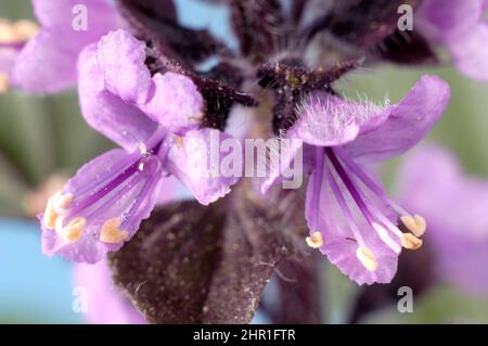 sweet basil (Ocimum basilicum 'Magic Blue', Ocimum basilicum Magic Blue), flowers of cultivar Magic Blue Stock Photo