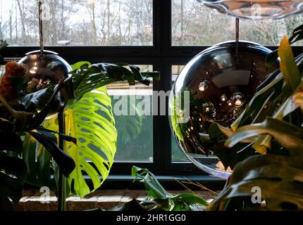 Monstera Swiss Cheese plant leaves reflected in glass pendant lamp at Tom Dixon flagship store and showroom at Coal Drops Yard, Kings Cross, London UK Stock Photo
