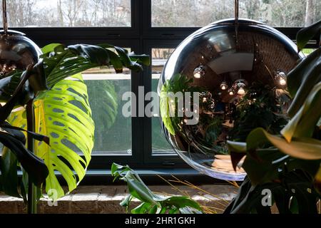 Monstera Swiss Cheese plant leaves reflected in glass pendant lamp at Tom Dixon flagship store and showroom at Coal Drops Yard, Kings Cross, London UK Stock Photo