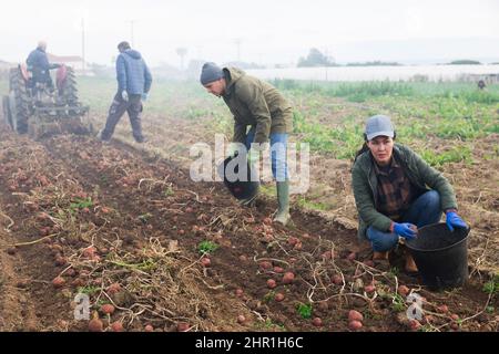 Couple of professional farmers harvesting potatoes Stock Photo