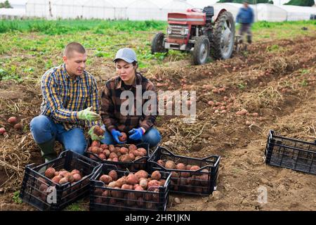 Couple of professional farmers harvesting potatoes Stock Photo