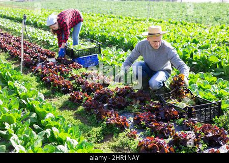 Young farm couple harvesting red lettuce on plantation Stock Photo