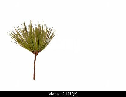 Close up of a leaf of a the evergreen conifer Scots pine, Pinus sylvestris, seen on a white background. Stock Photo
