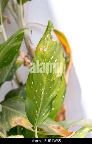 Known plant with me nobody can, in a garden in Rio de Janeiro, Brazil. Stock Photo