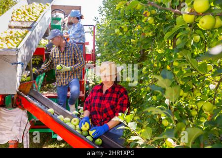 Farmers working on harvesting platform, picking apples Stock Photo