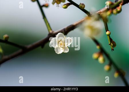 A plum blossom in full bloom. Many plum blossom buds. Close-up image. In the afternoon, flowers bloom in the spring in Shuangxi Park. Taipei, Taiwan. Stock Photo