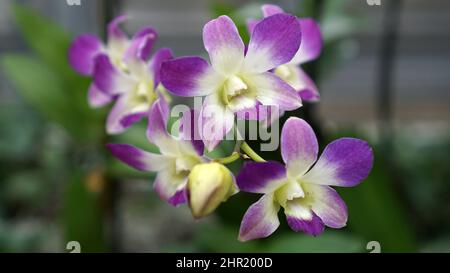 Purple Dendrobium Nobile Orchid (Noble Orchid) in bloom. Stock Photo