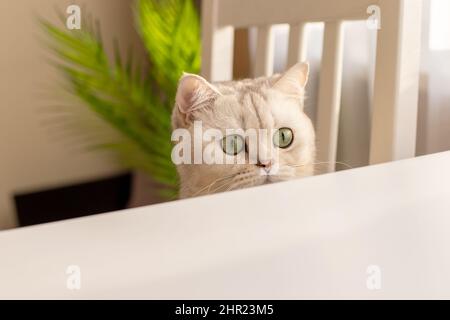 Curious head white British cat peeks out from under a white table Stock Photo