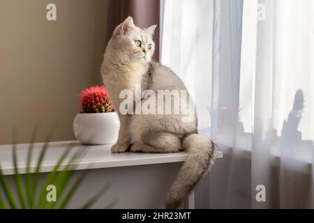 A beautiful white British cat is sitting on a white table in the room, looking out the window. Stock Photo
