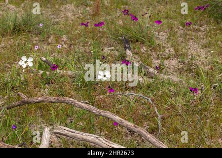 White and purple flowered Drosera cistiflora growing together near Malmesbury in the Western Cape of South Africa Stock Photo