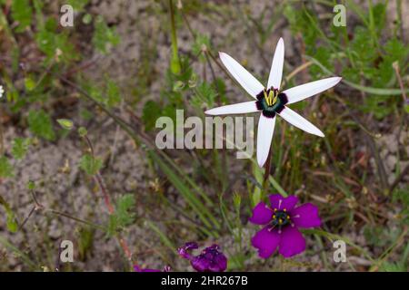 White flowered Pauridia capensis and purple flowered Drosera cistiflora seen near Malmesburry in the Western Cape of South Africa Stock Photo