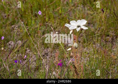 White flowered Drosera cistiflora seen near Malmesbury in the Western Cape of South Africa Stock Photo