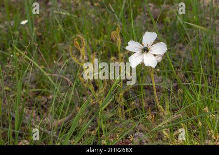 Drosera cistiflora with a white flower in natural habitat near Malmesbury in the Western Cape of South Africa Stock Photo