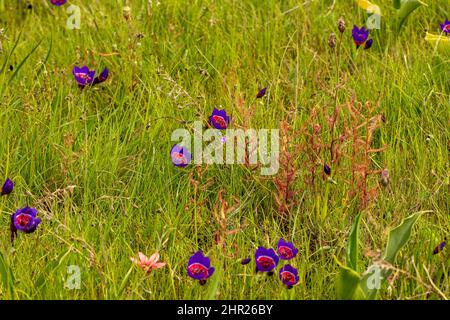 Drosera cistiflora and Geissorhiza growing together near Darling in the Western Cape of South Africa Stock Photo