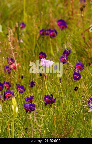 Flowers of Geissorhiza radians with one flower of Drosera cistiflora near Darling in the Western Cape of South Africa Stock Photo