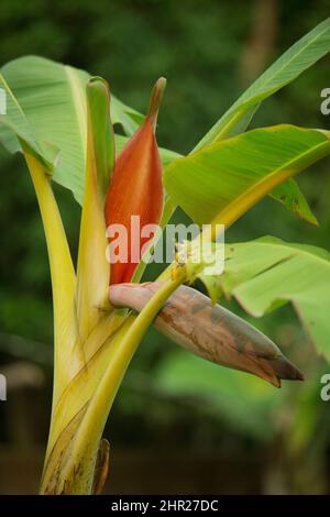 Red banana flowers are blooming in the banana tree. Stock Photo