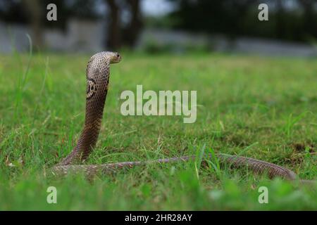 Monocled cobra, Naja kaouthia, also called monocellate cobra, or Indian spitting cobra, is a venomous cobra species widespread across South and Southe Stock Photo