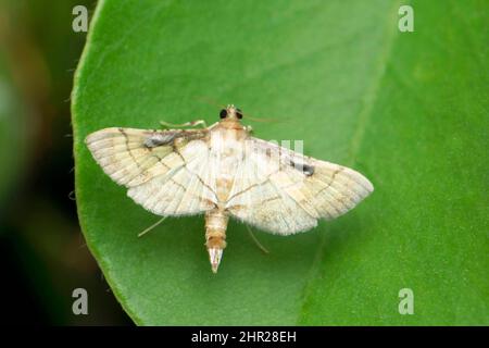 Wax moth species, Satara, Maharashtra, India Stock Photo