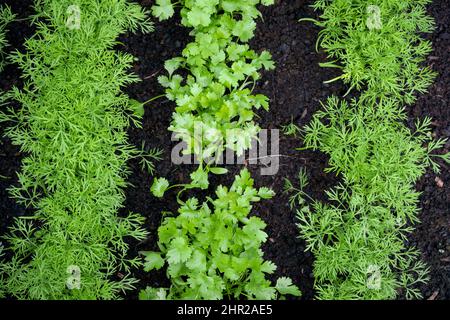 Fresh herbs, Coriander (Coriandrum sativum) and dill (Anethum graveolens) growing on the herb patch. Top view of lush dill and Coriander on vegetable Stock Photo