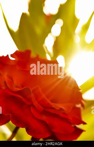 Red rose in bloom, green leafs, white overexposed blurred background sunbeam backlight shining. Stock Photo