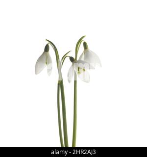 White Snowdrop flowers isolated on white background Stock Photo