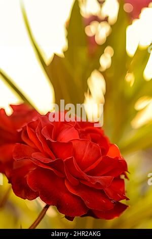 Red rose in bloom, overexposed blurred background with green leaves. Close up side view flower head. Stock Photo