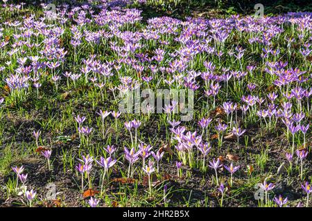 Crocus flowers, flowering crocus in Spring season. Stock Photo