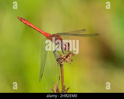 A colorful red ruddy darter dragonfly (Sympetrum sanguineum) resting, sunny day in summer, Vienna (Austria) Stock Photo
