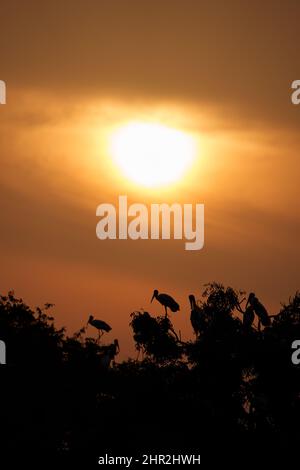 Painted Stork flying early morning from their nest Stock Photo