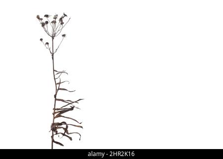 Dried wild flowers with windy leaves isolated on white background Stock Photo