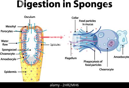 Diagram showing digestion in sponges illustration Stock Vector Image ...