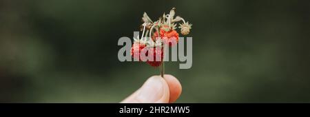 noisy grainy effect photo of sprig of wild berry strawberries in man's hand holds. male fingers holding and harvesting twig forest red berries. foragi Stock Photo