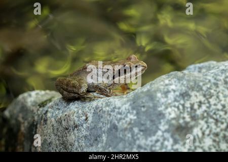 Pyrenean Frog (Rana pyrenaica), Biescas, Spanish Pyrenees Stock Photo